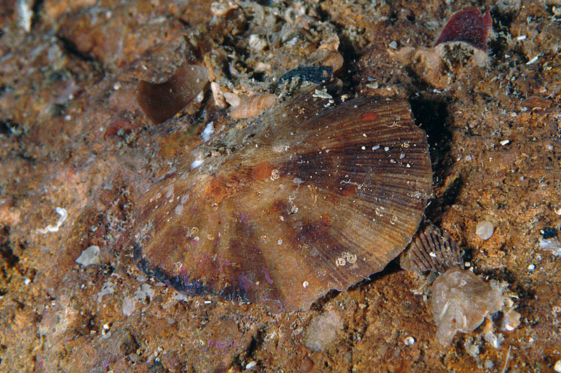 Patella sp.